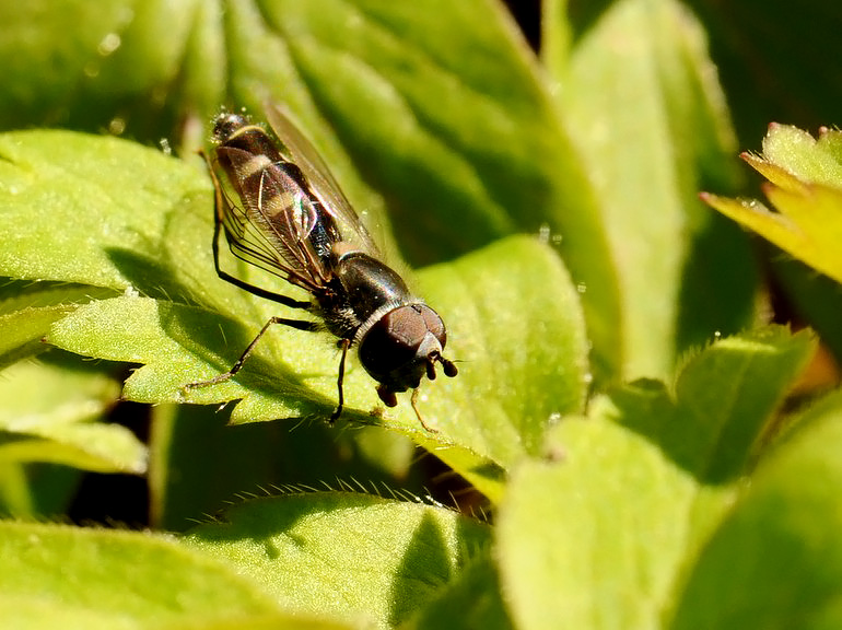 Melangyna pavlovskyi (Melangyna pavlovskyi)
