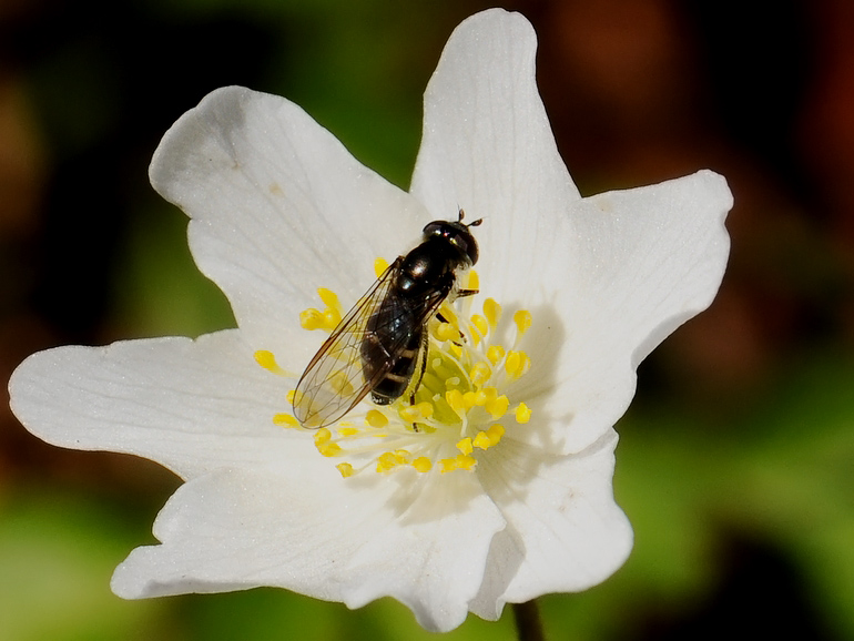 Melangyna pavlovskyi (Melangyna pavlovskyi)