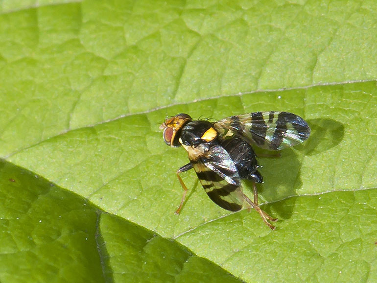 Rhagoletis cerasi (Kirsebærflue)