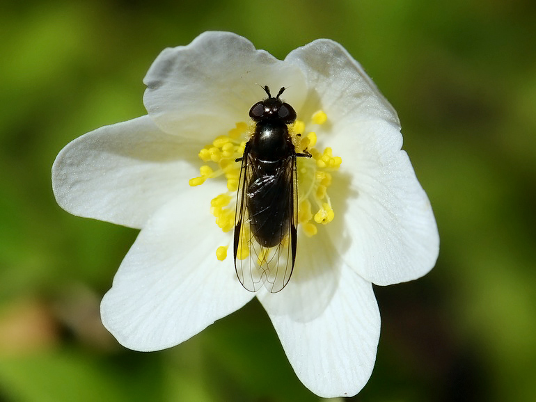 Melangyna quadrimaculata (Firplettet svirreflue)