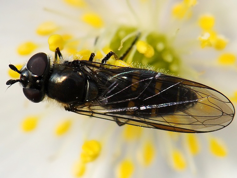Melangyna pavlovskyi (Melangyna pavlovskyi)
