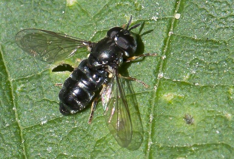 Paragus pecchiolii (Skov-maskesvirreflue)