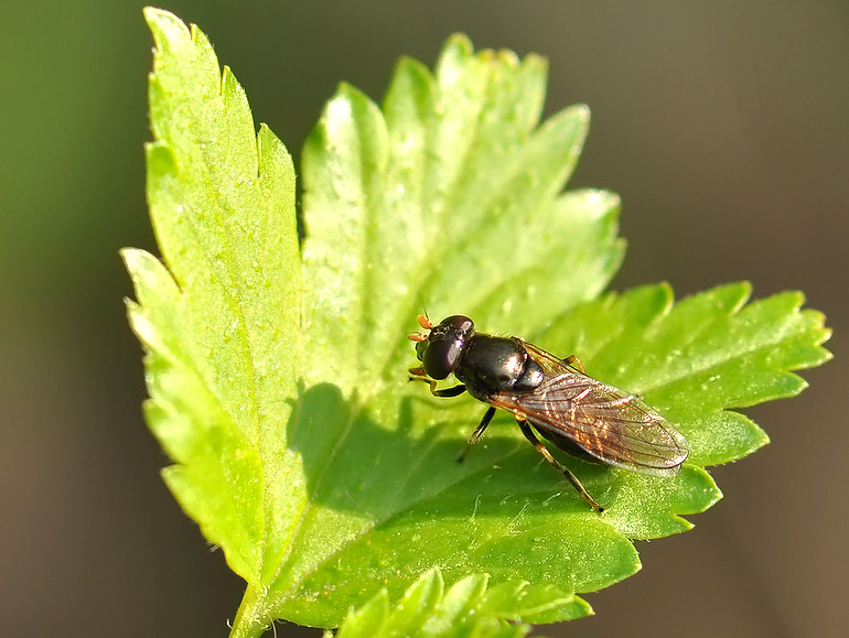 Cheilosia pagana (Kørvel-urtesvirreflue)