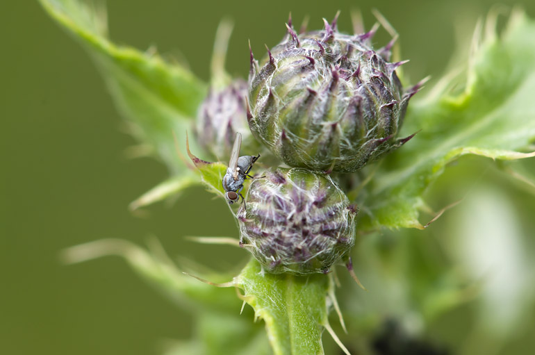 Leucopis sp. (Markflue)