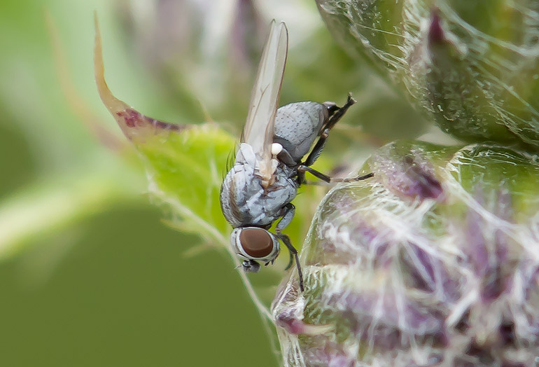 Leucopis sp. (Markflue)