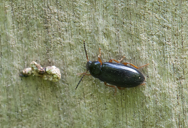 Mycetochara maura (Vedskyggebille)