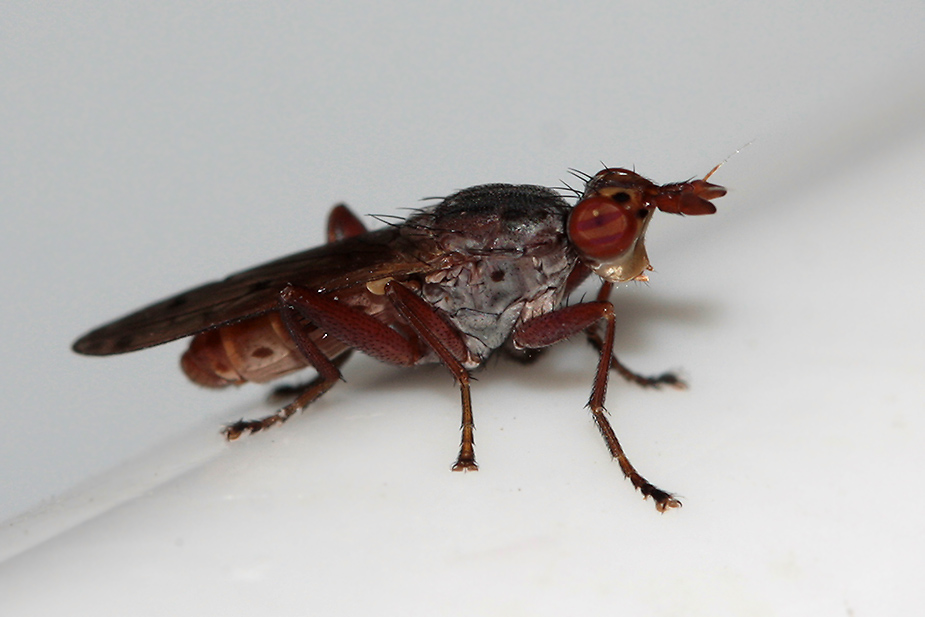 Elgiva cucularia_2926