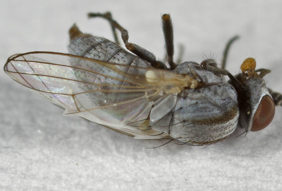 Leucopis sp. (Markflue)