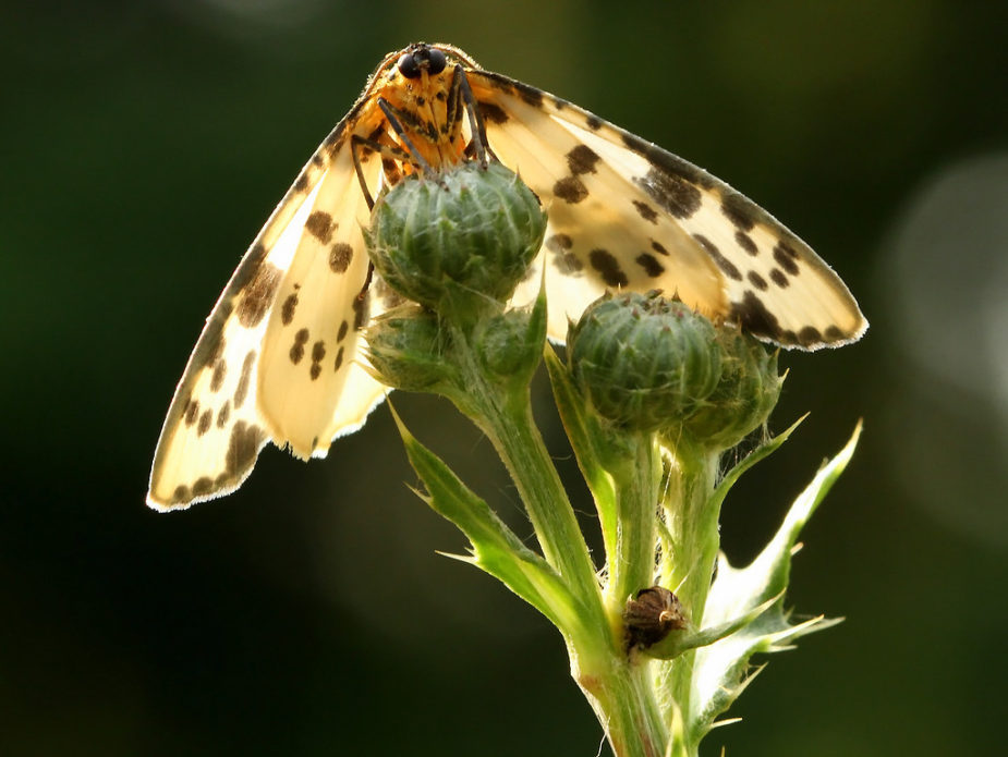 Abraxas sylvata (Elmemåler)