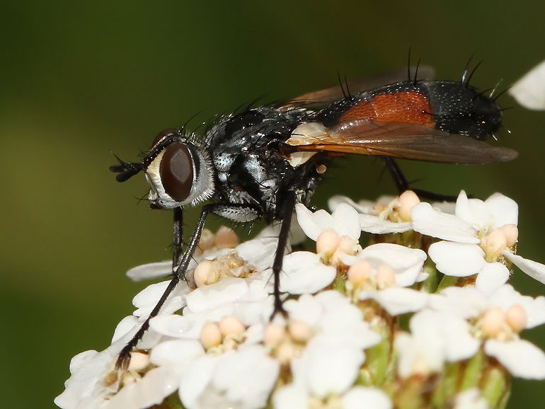Cylindromyia brassicaria (Cylindromyia brassicaria)