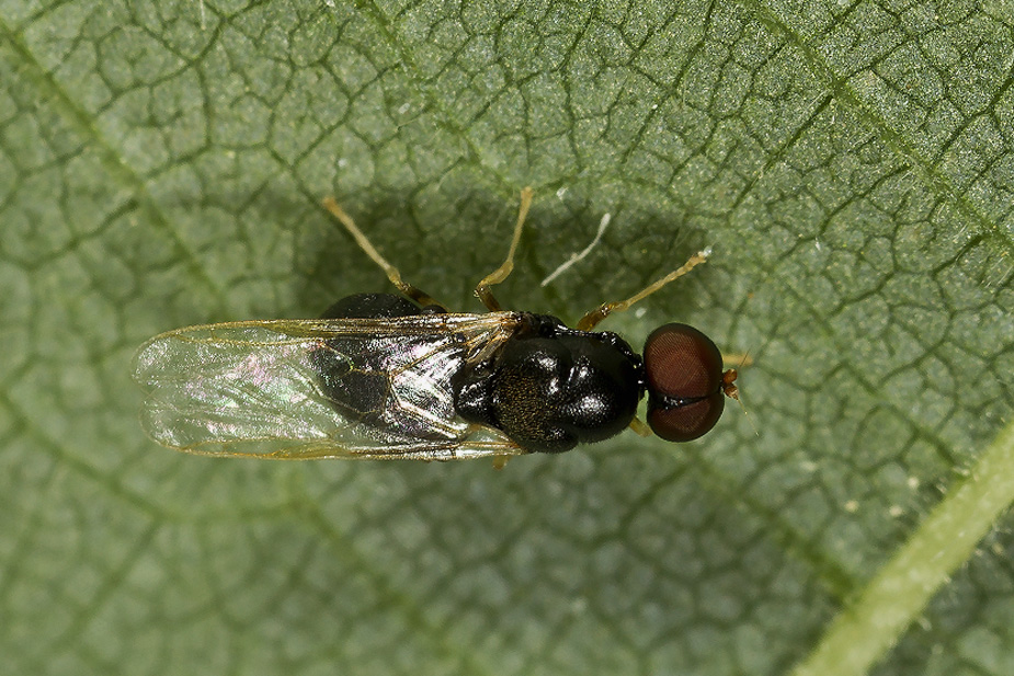 Pachygaster leachii_1363