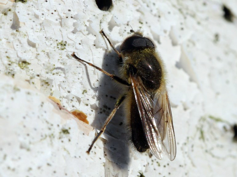 Cheilosia grossa (Ræverød urtesvirreflue)