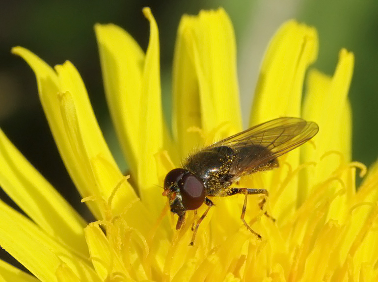 Cheilosia pagana (Kørvel-urtesvirreflue)
