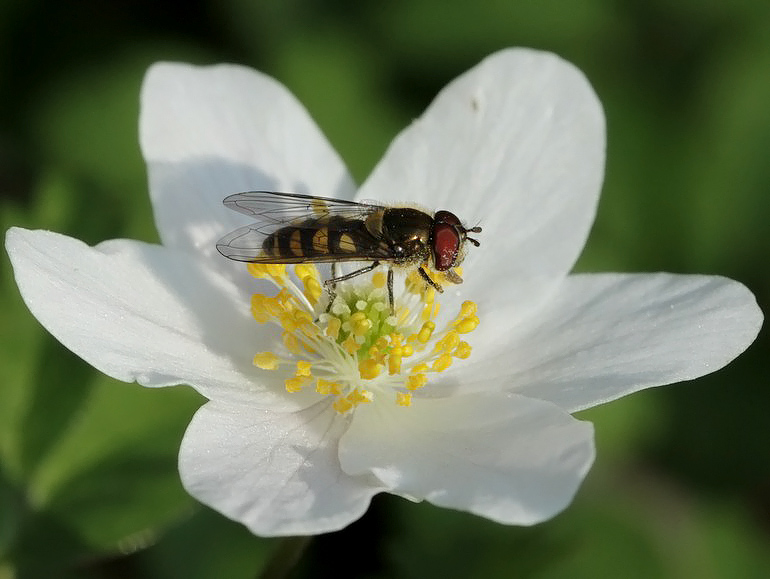 Parasyrphus punctulatus (Halvmåne-busksvirreflue)