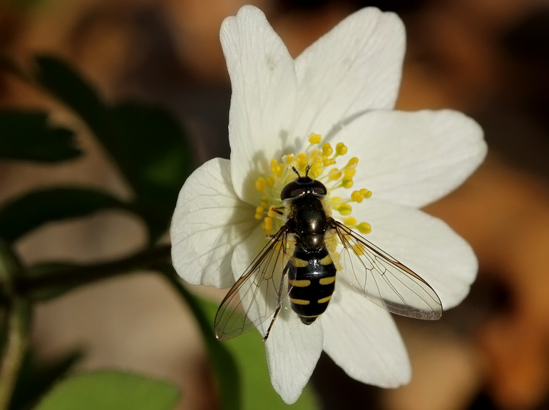 Melangyna lasiophthalma (Håret svirreflue)