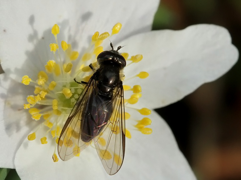 Melangyna quadrimaculata (Firplettet svirreflue)