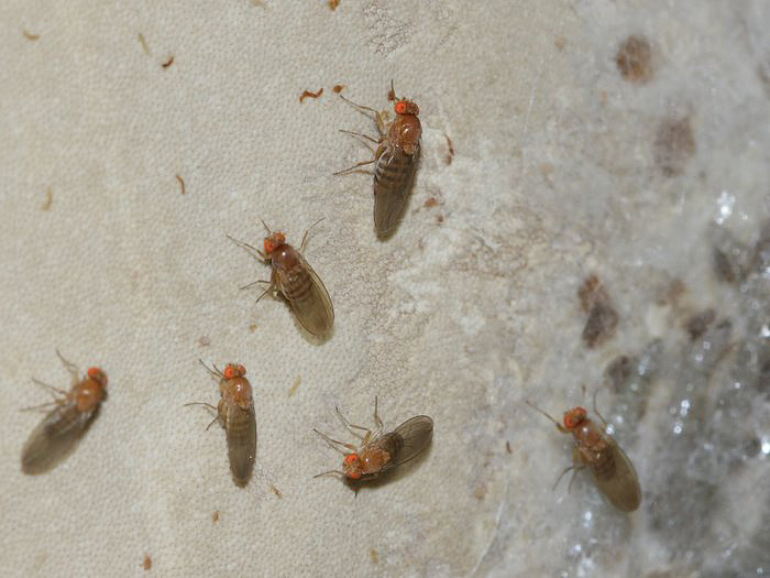 Drosophilidae indet. (Bananflue ubest.)