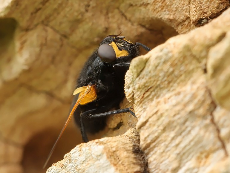 Mesembrina meridiana (Gulvinget flue)