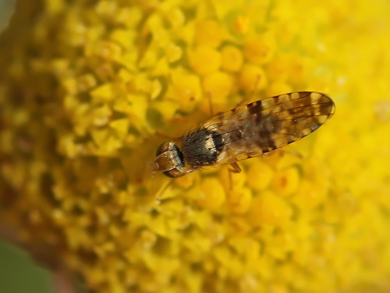Dioxyna bidentis (Brøndselflue)