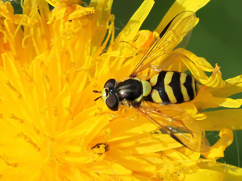 Dasysyrphus albostriatus (Stribet skovsvirreflue)
