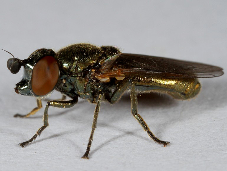 Lejogaster metallina (Sort metalsvirreflue)
