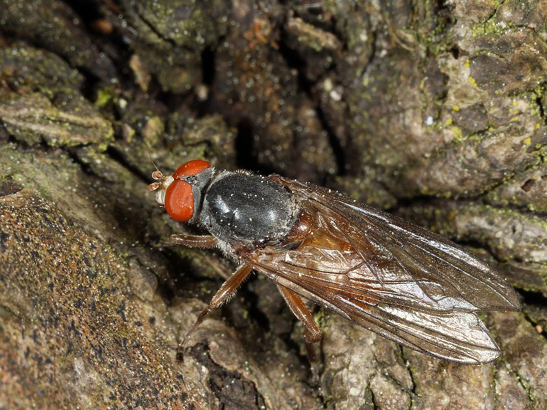 Brachyopa insensilis (Elme-træsaftsvirreflue)