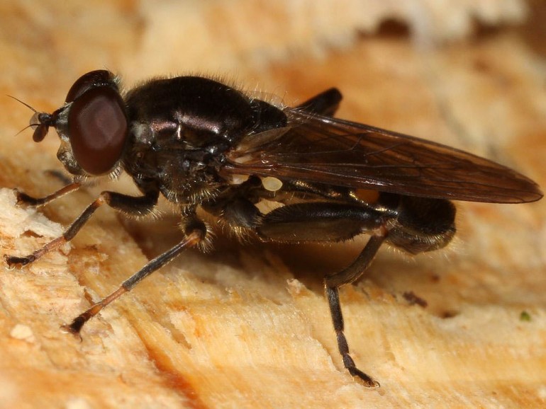 Chalcosyrphus nemorum (Lund-træsmuldsvirreflue)