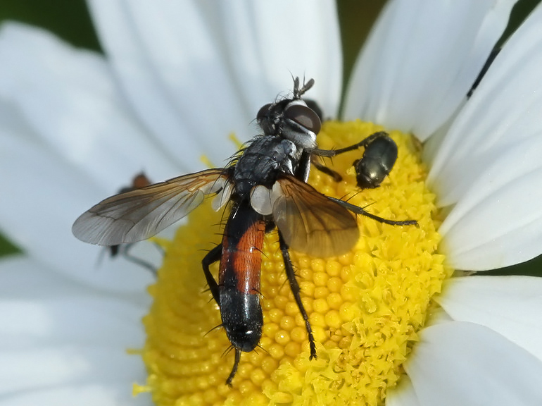 Cylindromyia brassicaria (Cylindromyia brassicaria)
