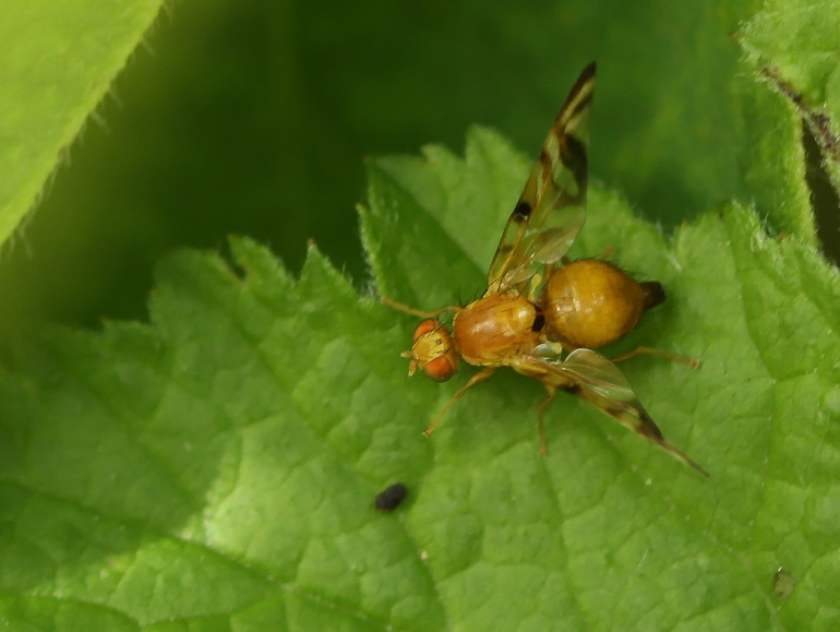Myoleja lucida (Myoleja lucida)