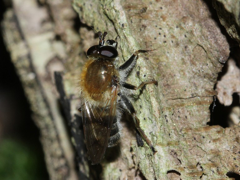Criorhina asilica (Bi-pelssvirreflue)