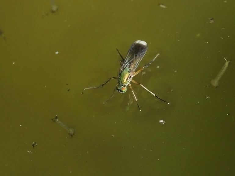 Poecilobothrus nobilitatus (Poecilobothrus nobilitatus)