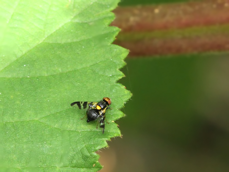 Rhagoletis cerasi (Kirsebærflue)