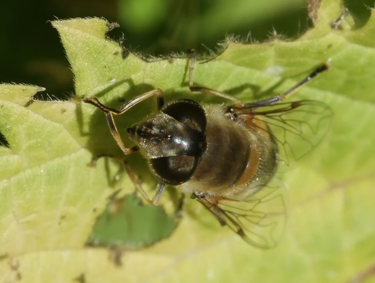 Eristalis similis