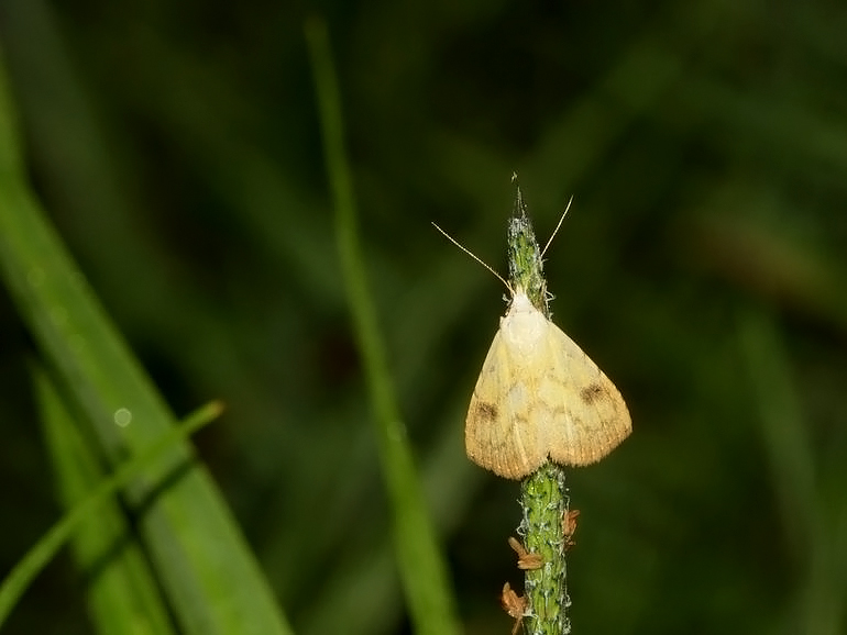 Rivula sericealis (Lille å-ugle)