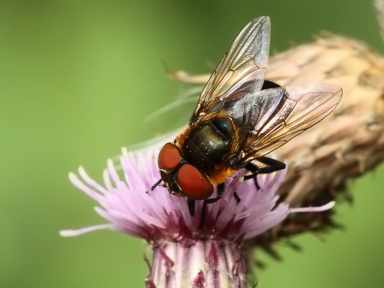 Phasia hemiptera (Blåvinget pragtsnylteflue)