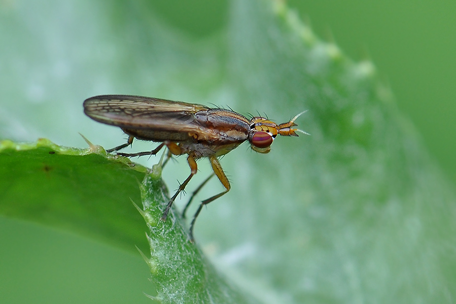 Limnia unguicornis_0044