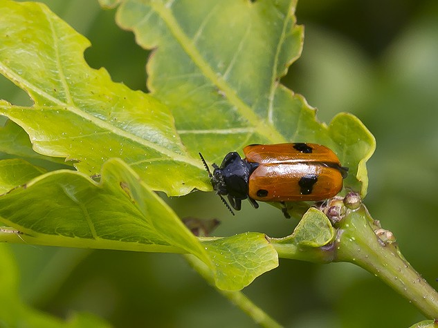 Clytra quadripunctata (Myrebladbille)