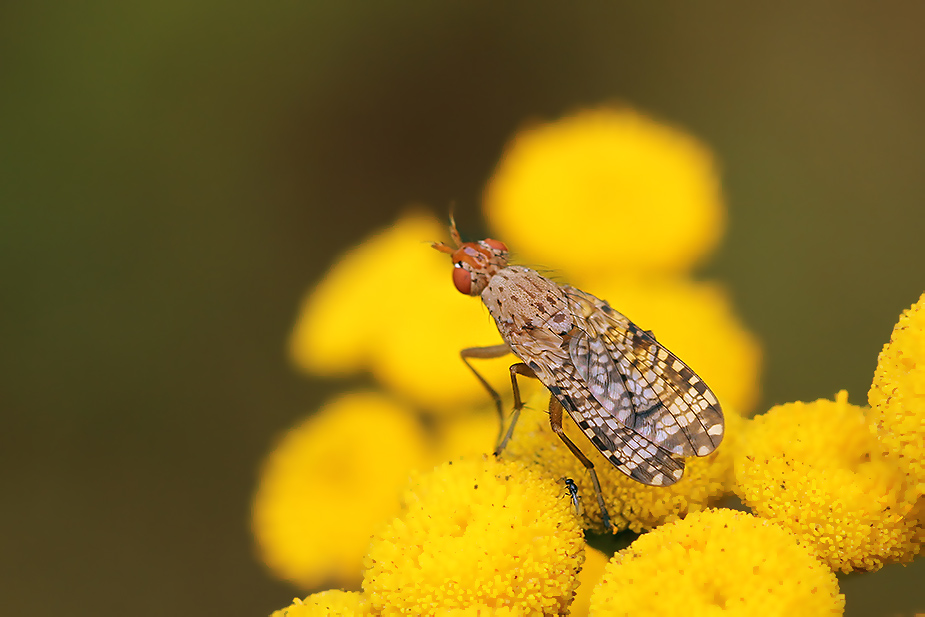 Trypetoptera punctulata_3302