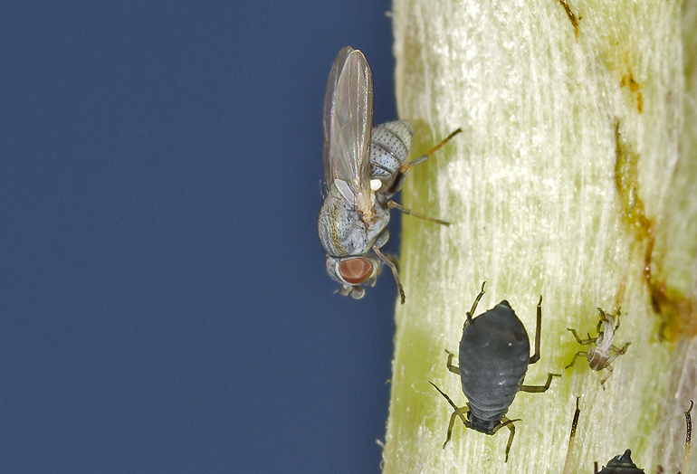 Leucopis sp. xflue