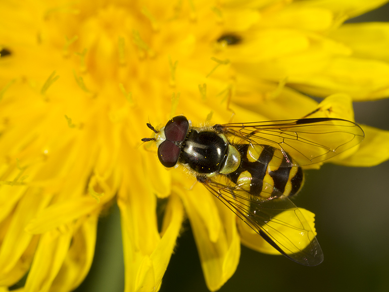 xflue Dasysyrphus albostriatus (Stribet skovsvirreflue)