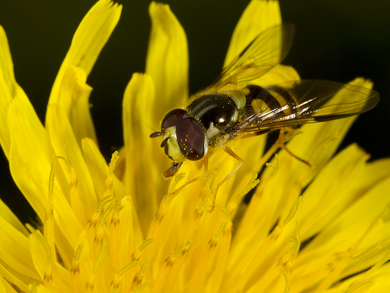 xflue Dasysyrphus albostriatus (Stribet skovsvirreflue)
