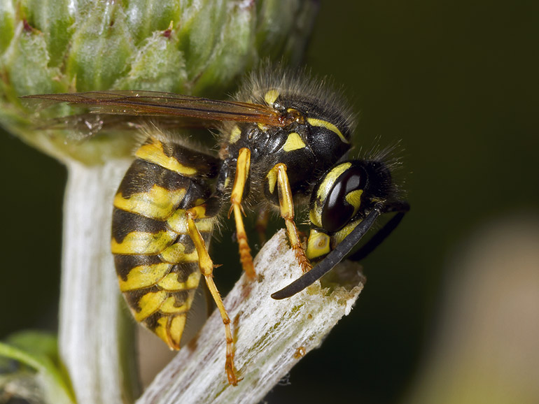 Vespula vulgaris (Almindelig gedehams)
