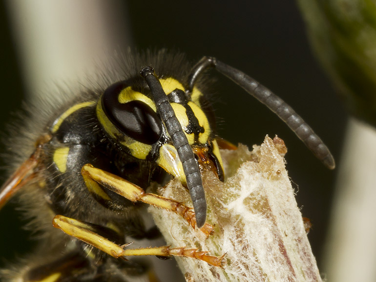 Vespula vulgaris (Almindelig gedehams)