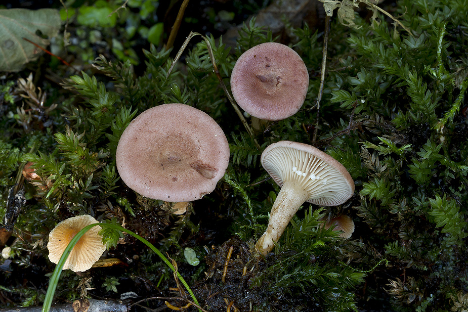 Lactarius lilacinus (Lilla mælkehat) Lyngby Åmose 06/09/2014