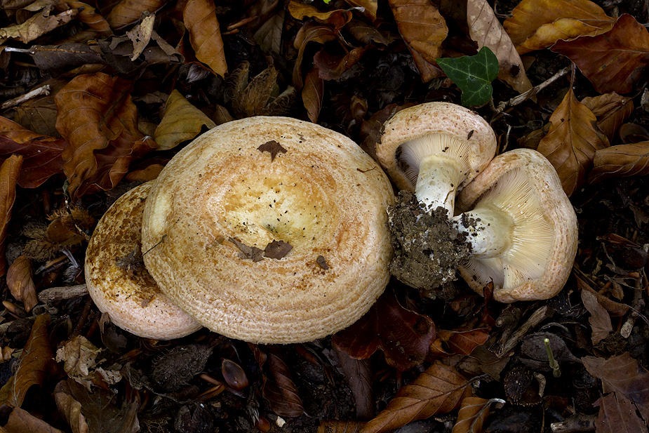 Lactarius zonarius  (Zoneret mælkehat) Vejlø Skov 28/09/2014