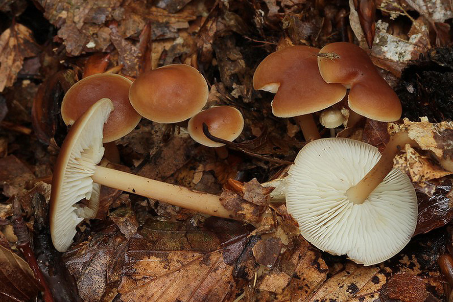 Gymnopus ocior (Mørk fladhat)Gribskov 07/09/2012
