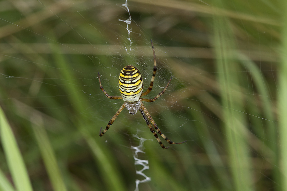 Argiope bruennichi (Hvepseedderkop) Stubbe Sø 16/08/2014