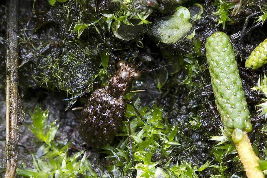 Elaphrus cupreus_3573