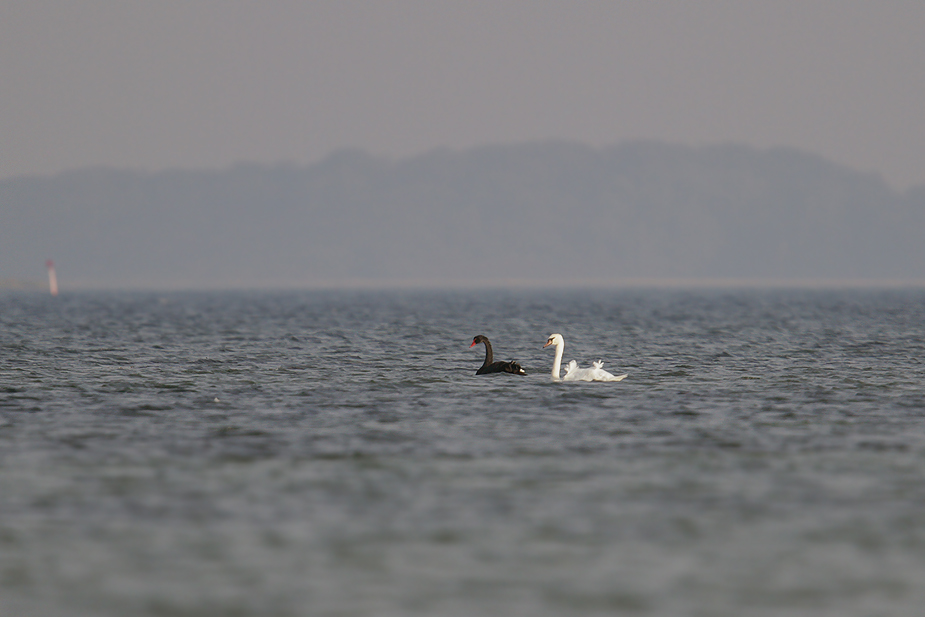 Fugl-Sort svane_9087