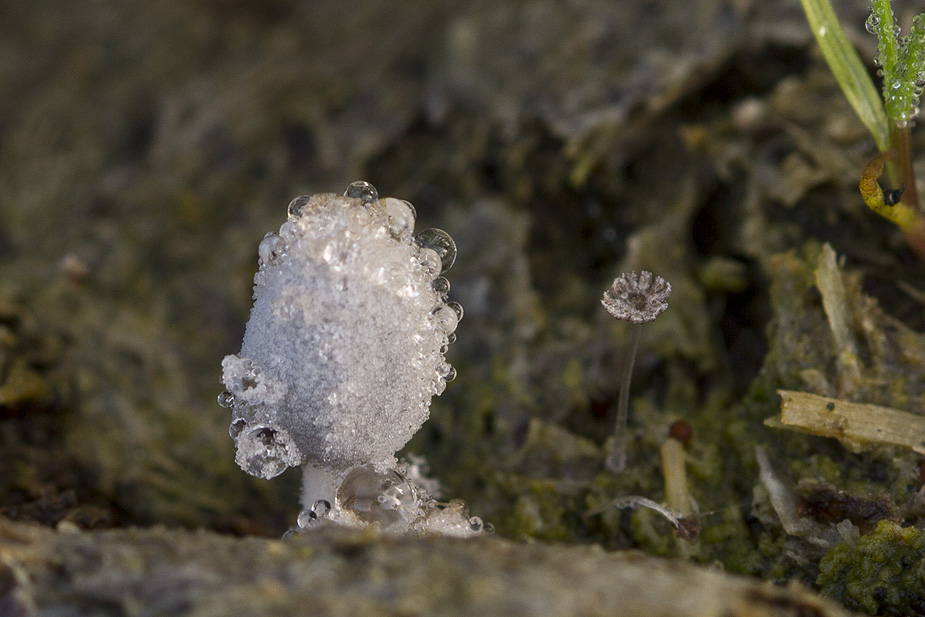 Coprinopsis stercorea_3359